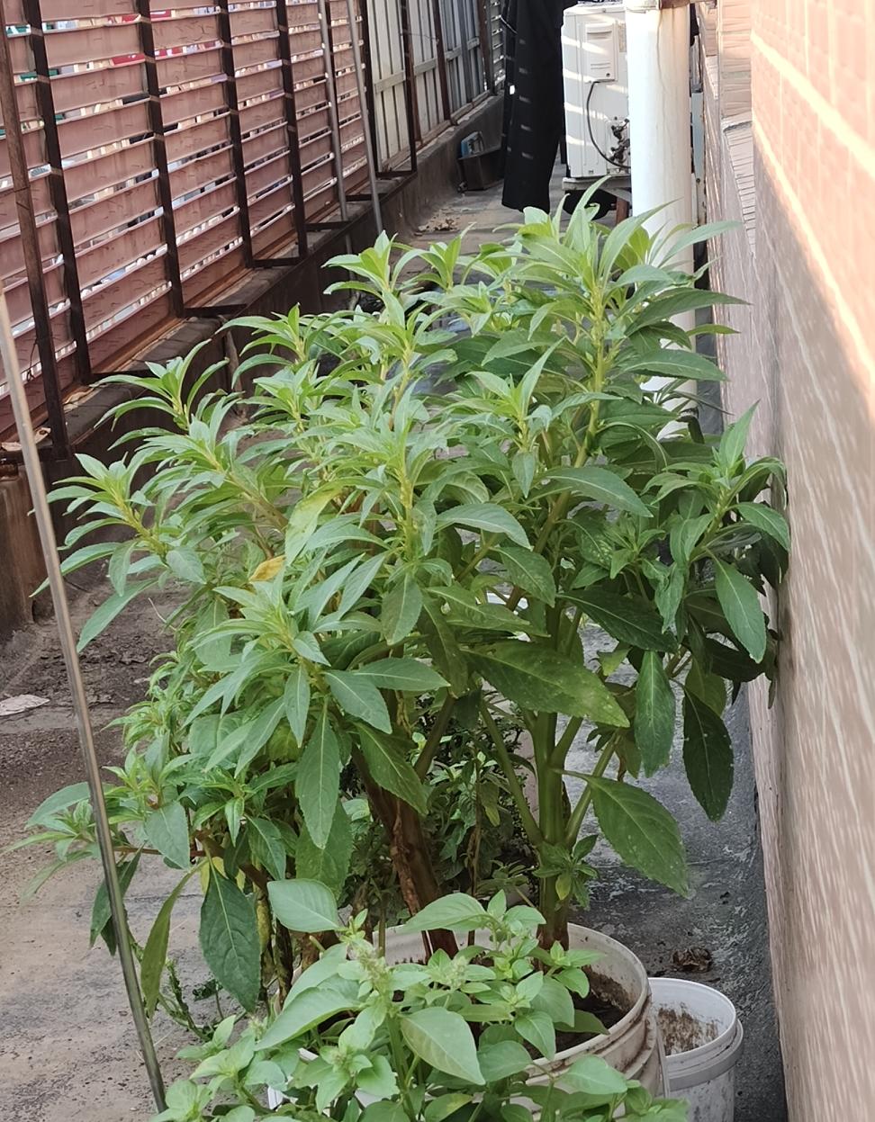 治小桃红不开花的邪修养法
前几天我发了篇小文，吐槽我种在花盆里的小桃红只长枝叶不