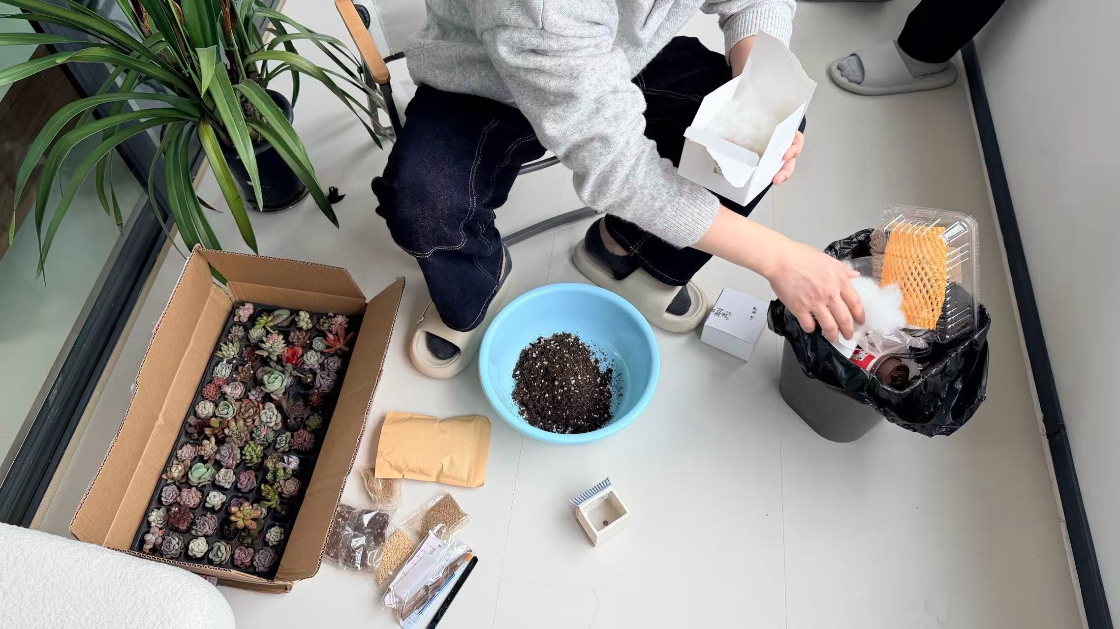 你们还记得我被骗之后，买的72颗多肉吗？我同事在帮我栽盆中以后谁去我工作室，除了