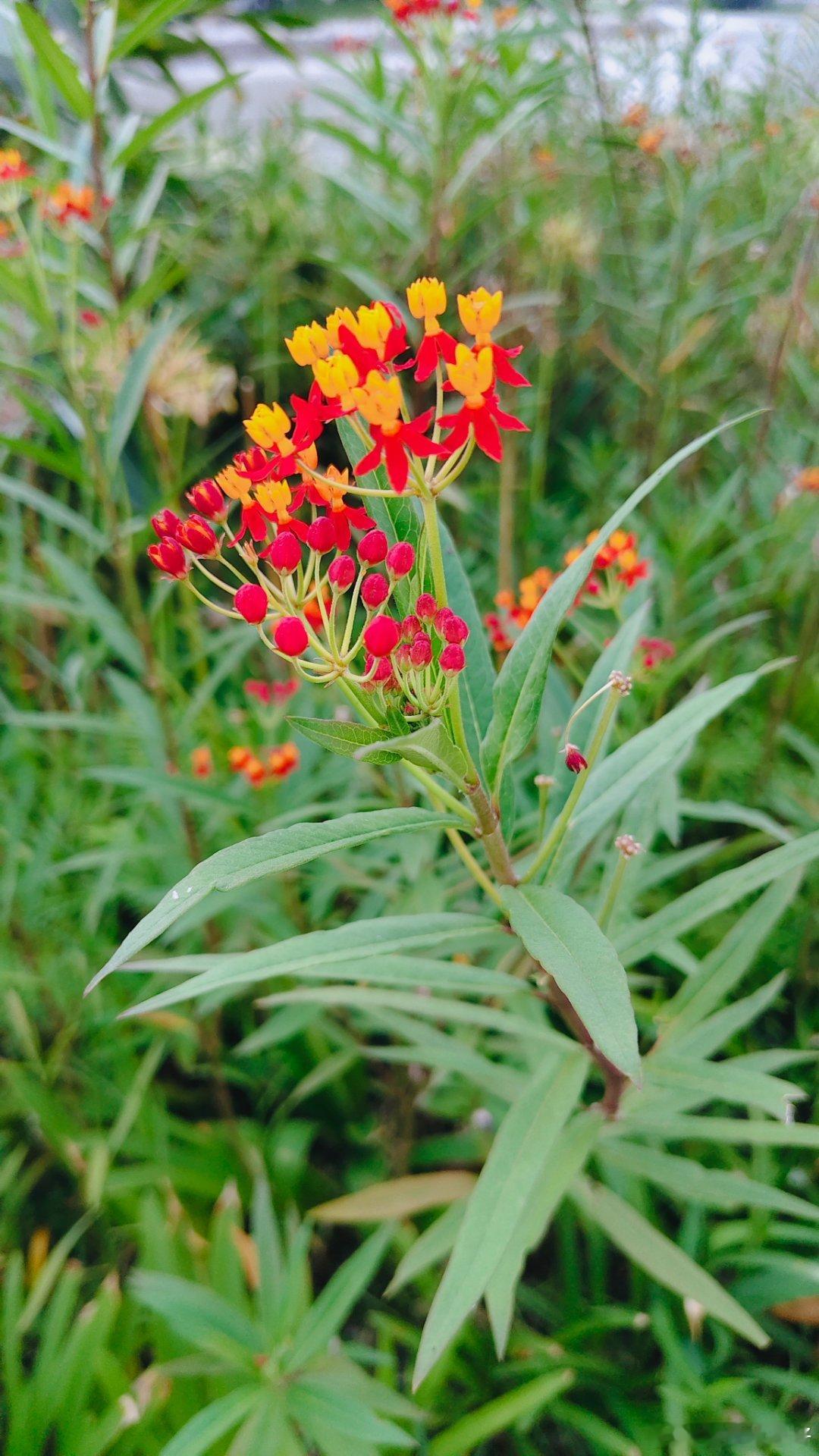 这是什么花呢 