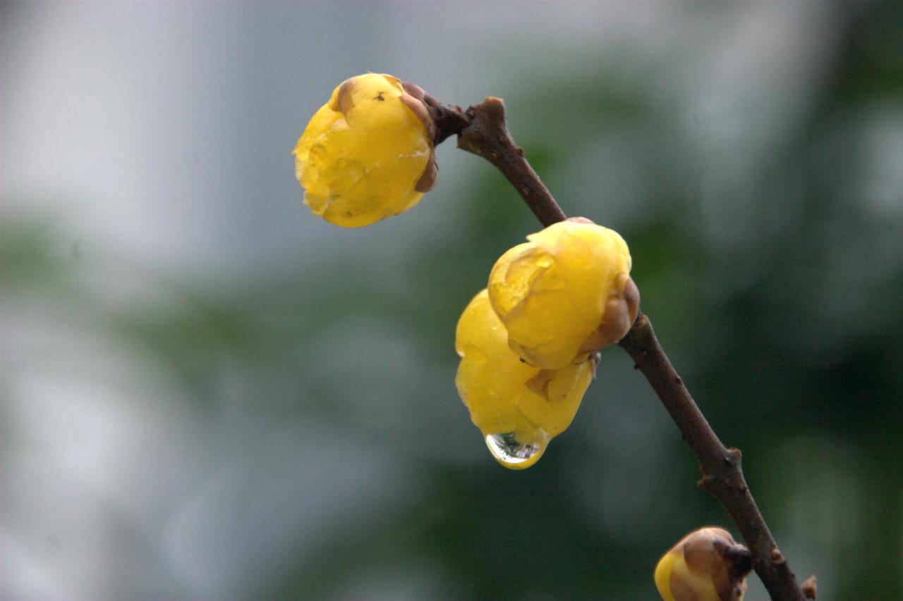 上联:多情小雨邀风舞，
下联:无意柔花含泪啼。