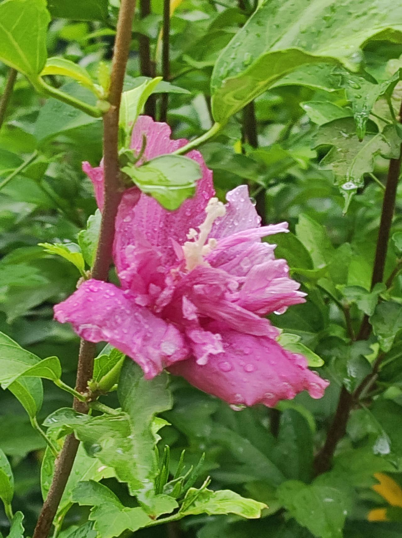 雨后的花草
