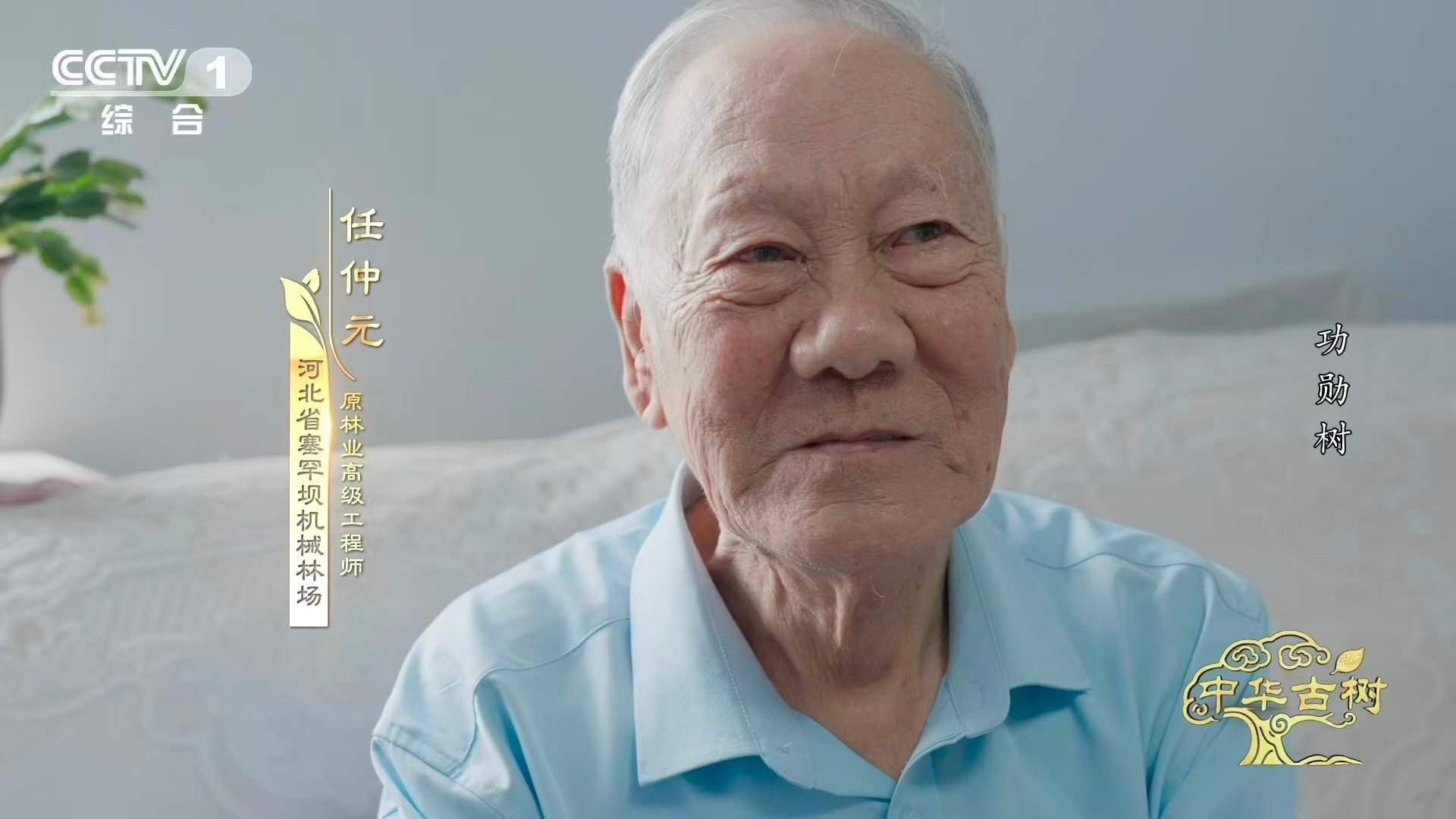 140岁落叶松救活一片荒漠一棵百岁树也能教人种树这不是童话，是真实发生的绿色奇迹