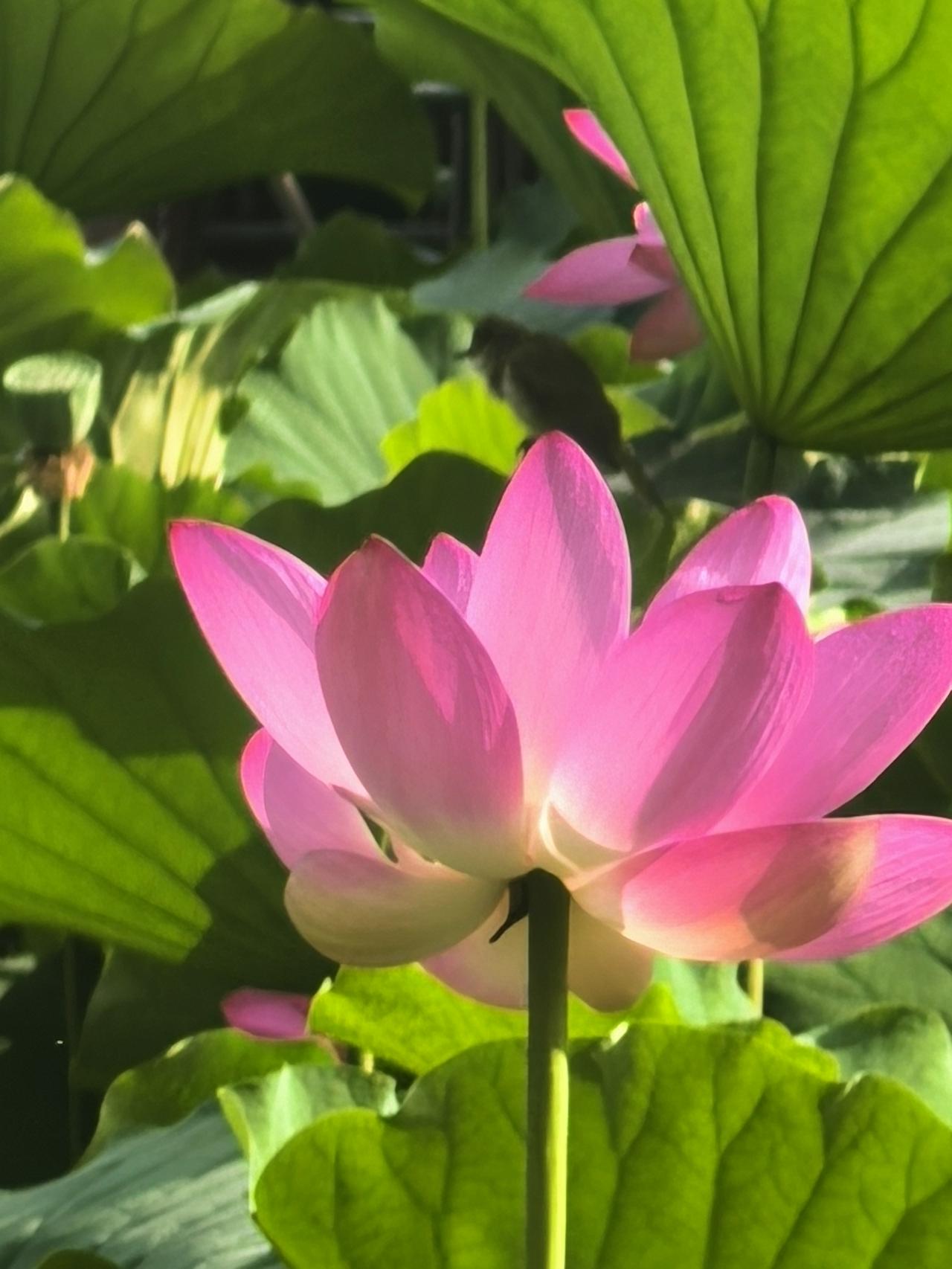 大明湖的荷花
映日荷花别样红