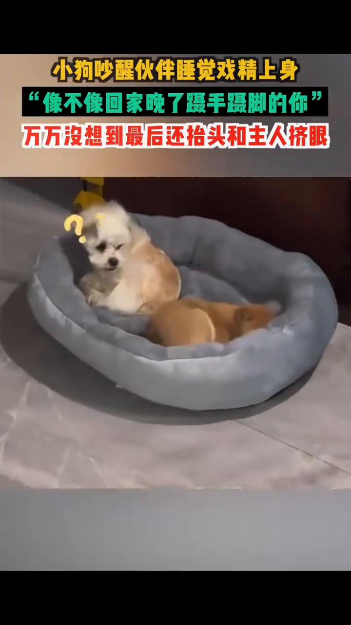 小狗吵醒伙伴睡觉戏精上身，