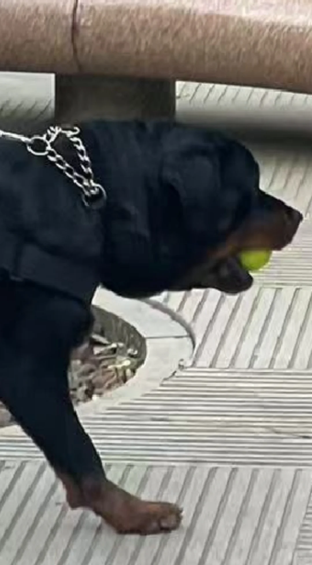 小狗警官在娱乐时仍不忘工作