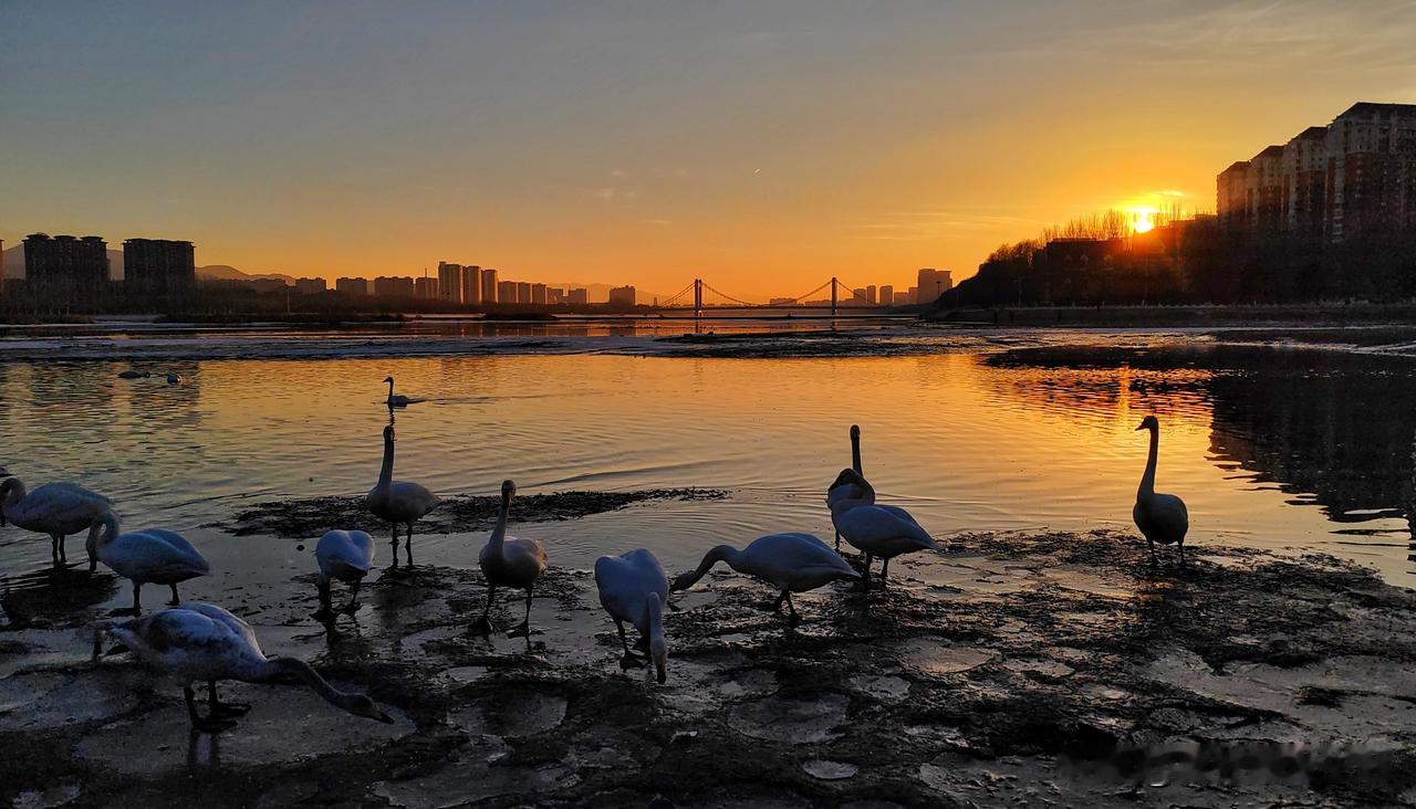 夕阳西下，朝阳市区大凌河三天鹅翩翩起舞，城市与自然和谐共生。 辽宁朝阳天鹅