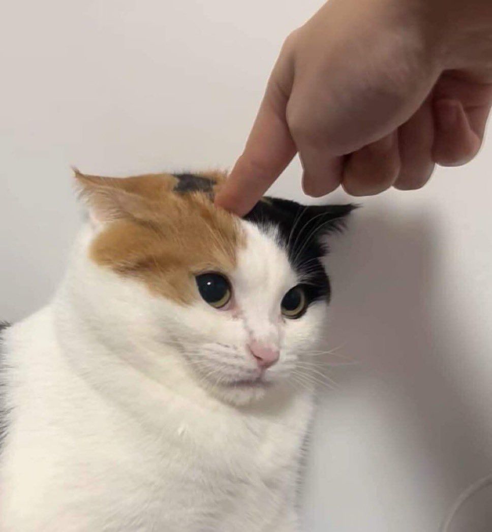 小猫你想咋滴 