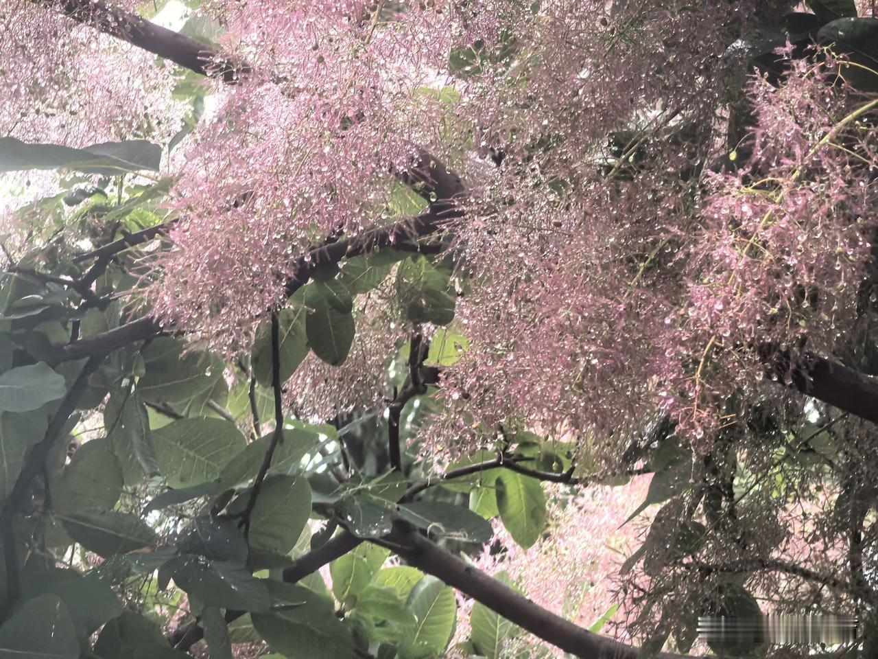 紫竹院的黄栌树开花了！经过雨水冲刷的柔荑花序晶莹剔透。