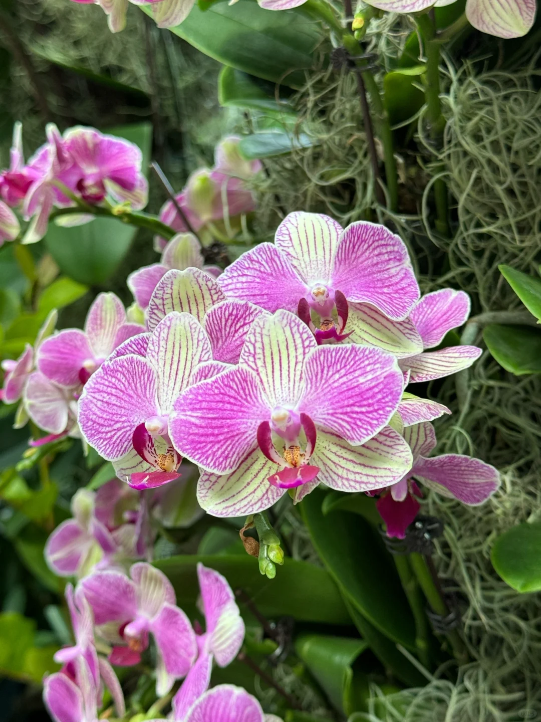 🇸🇬Singapore garden festival 值得去