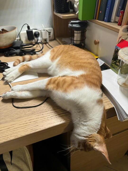 强者咪睡觉从不会抱怨环境