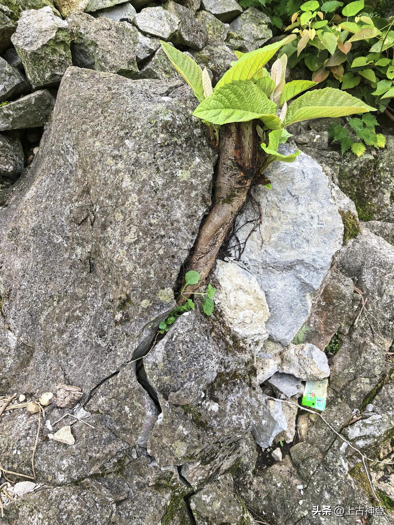 木克土，具象化了！
