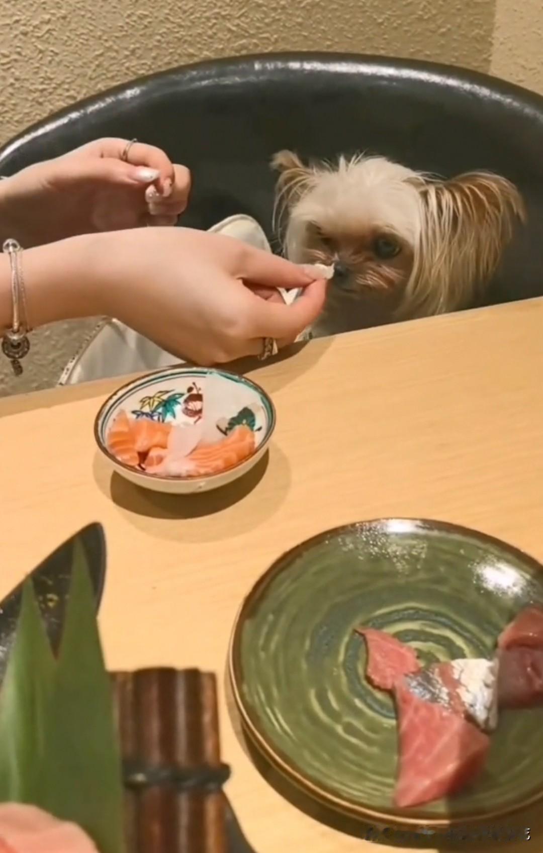 这又是哪家店，狗不仅上桌，还直接放拿餐桌上喂，这样的宠物友好餐厅你还敢去吗？最近