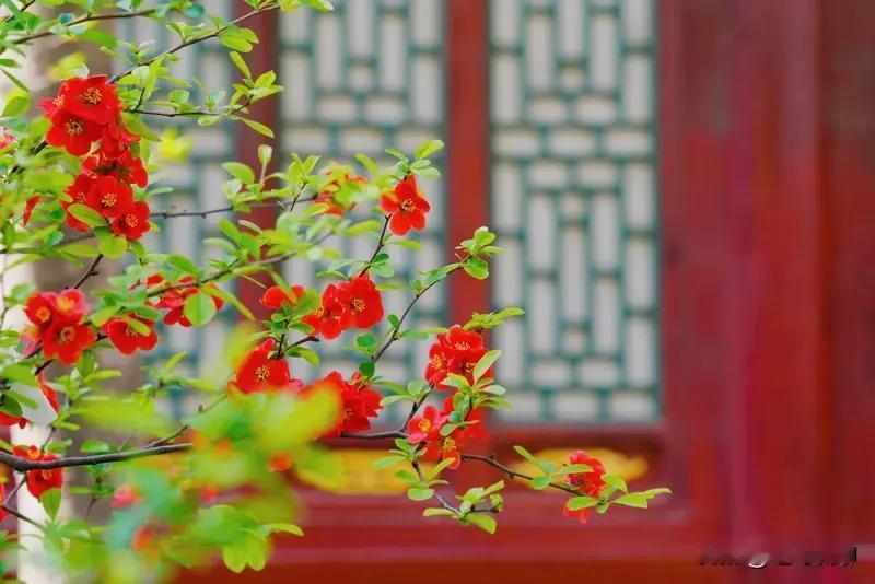 下联：片片绿叶送和风。诚邀上联朵朵红花映暖阳