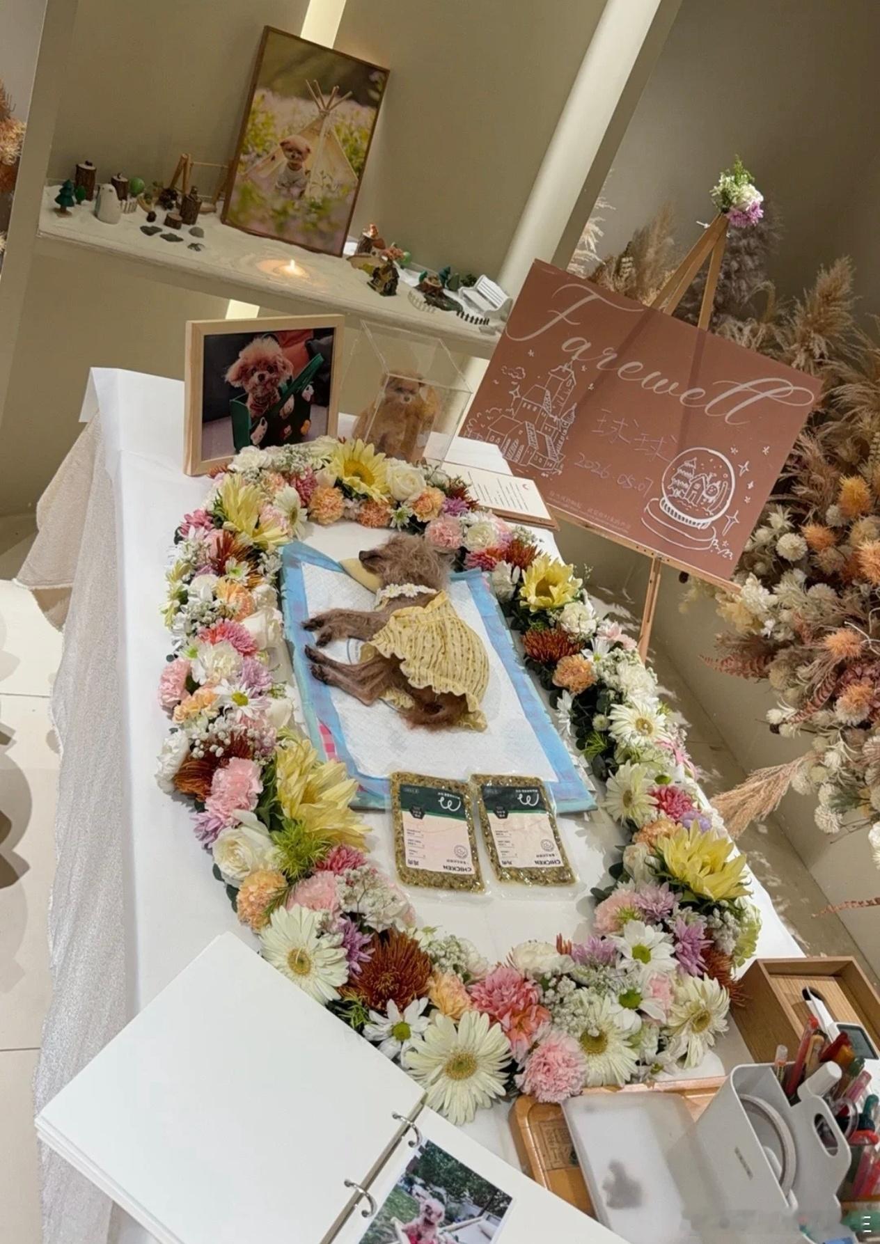 邓莎17岁的狗狗去世邓莎的狗狗去世 邓莎的狗狗去世，她为球球办了一场温馨的告别仪