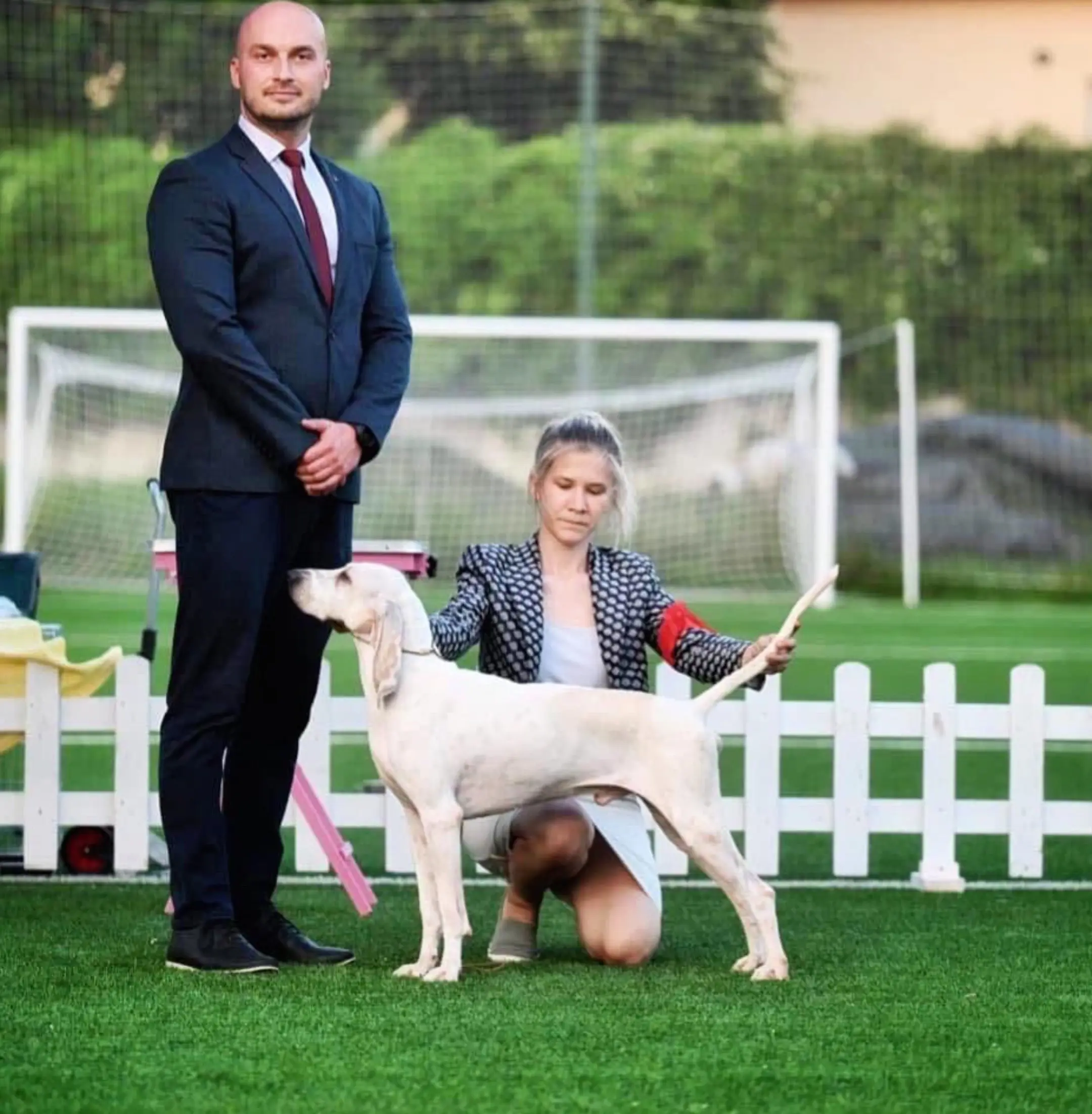 法国🇫🇷瓷器猎犬（Porcelaine）