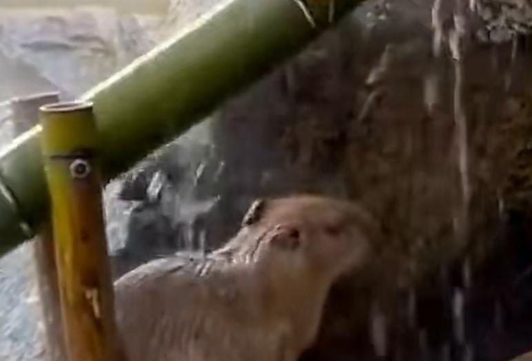 年轻人疯狂追捧的“卡皮巴拉人格”，到底有多治愈？
 
现在年轻人圈里，悄悄流行起