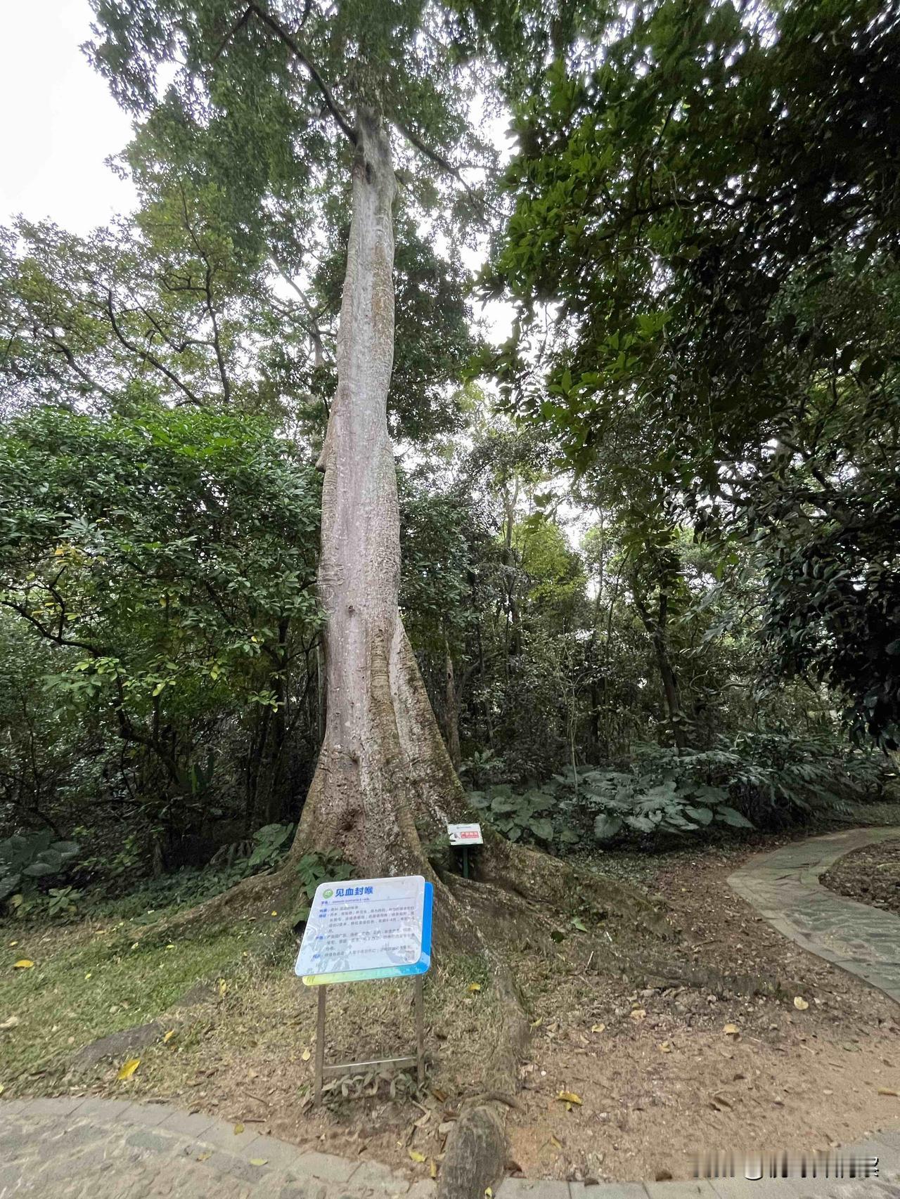 见血封喉，它不是形容词，也不是武打小说中的招式，而是树的名字，见血封喉树。此树，