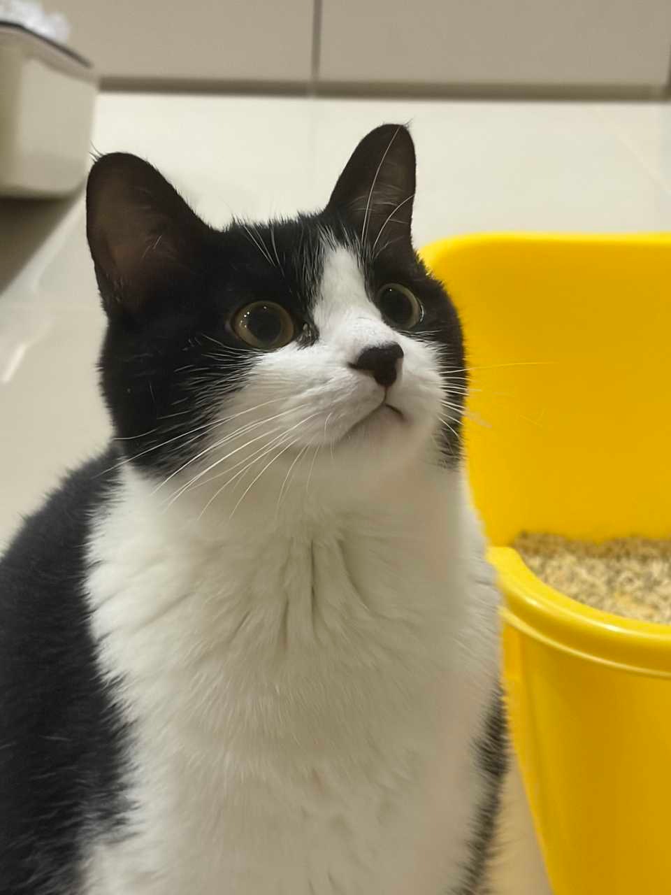 我拉得非常成功！daily奶牛猫 （投稿：） 