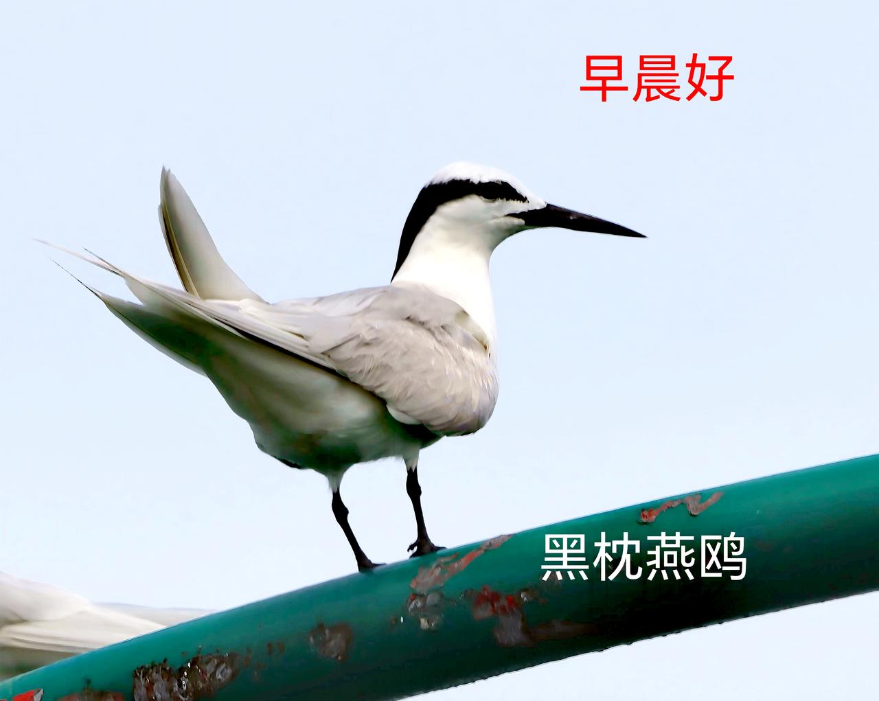 各位朋友：早晨好
