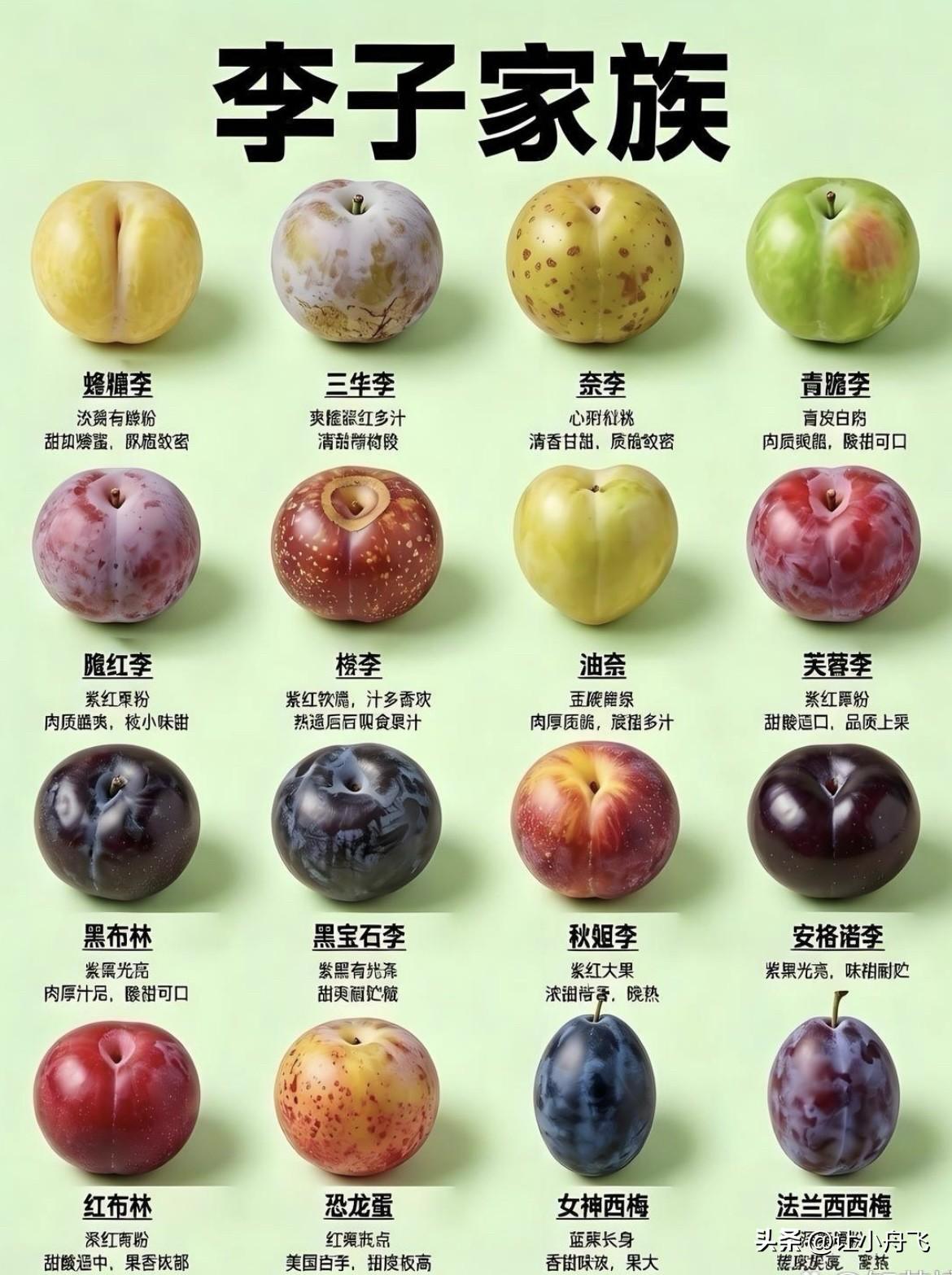 李子的种类很多，你吃过那几种呢？我们这里最常吃的就是第一种，第十三种了