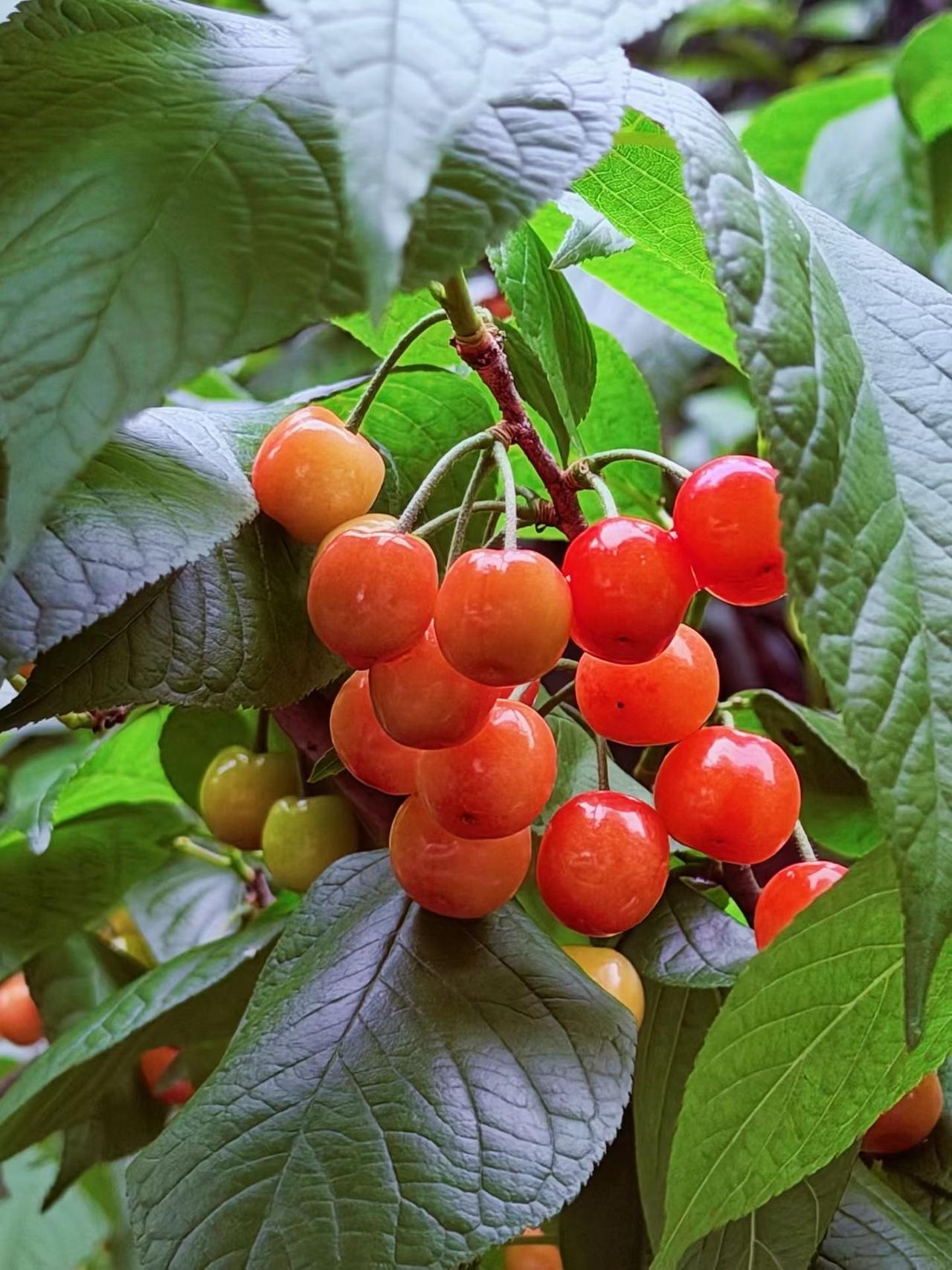 一位医生说，少吃，真的可以改变一个人的命运。

很多人不知道，适当少吃，看似简单