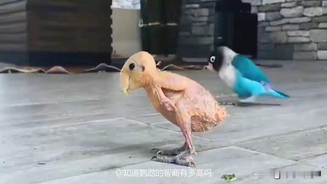 鹦鹉的聪明劲儿到底有多高？它们不仅会找乐子捉弄其他小动物，还敢跟主人顶嘴呢！就像