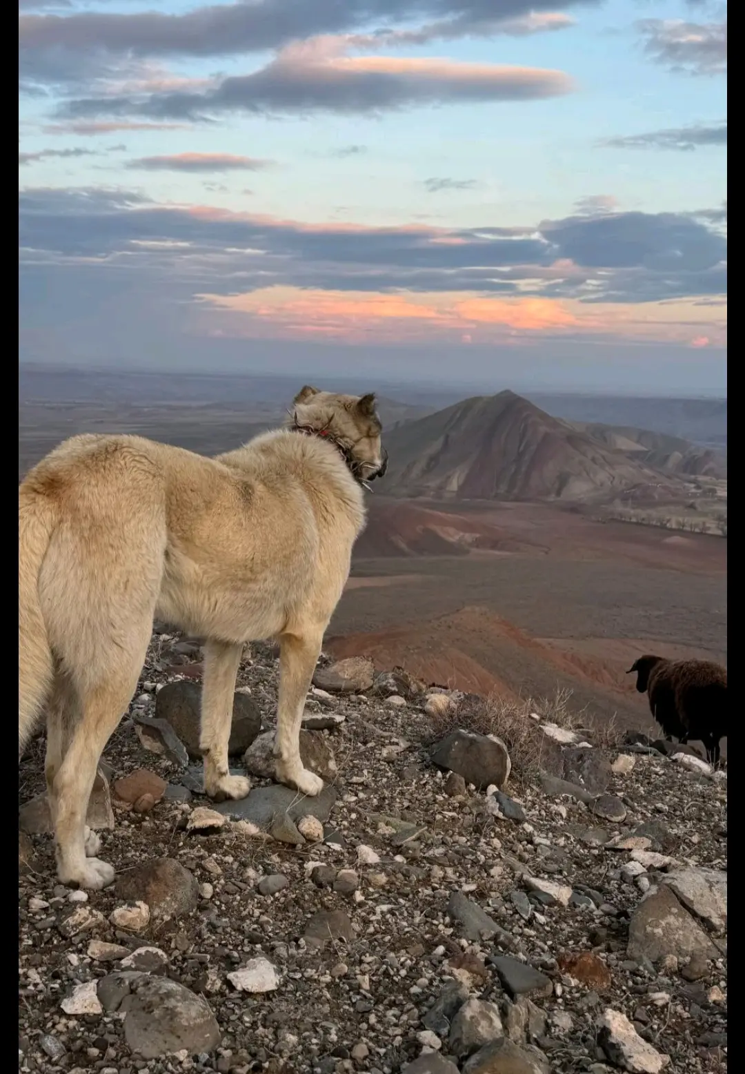 真正的人生是什么，生活过得好迷茫啊那山那人那狗