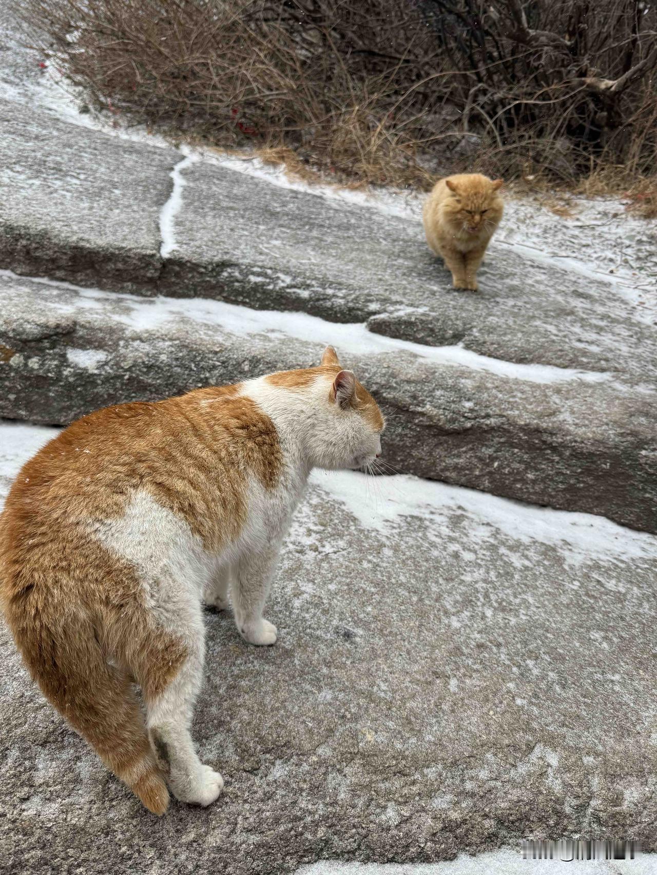 华山雪天的猫
比人会过日子

雪刚落的华山石阶上撞见这俩猫，橘白那只正揣着爪盯同