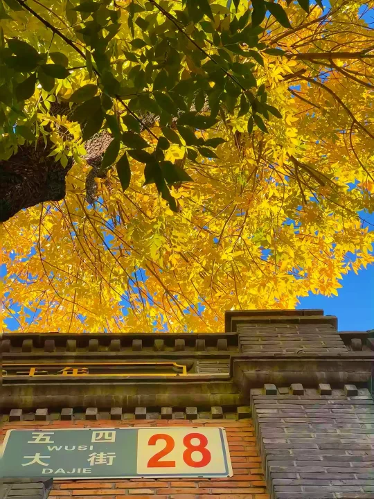 10.15赏秋播报❗️我宣布 “五四大街”才是北平