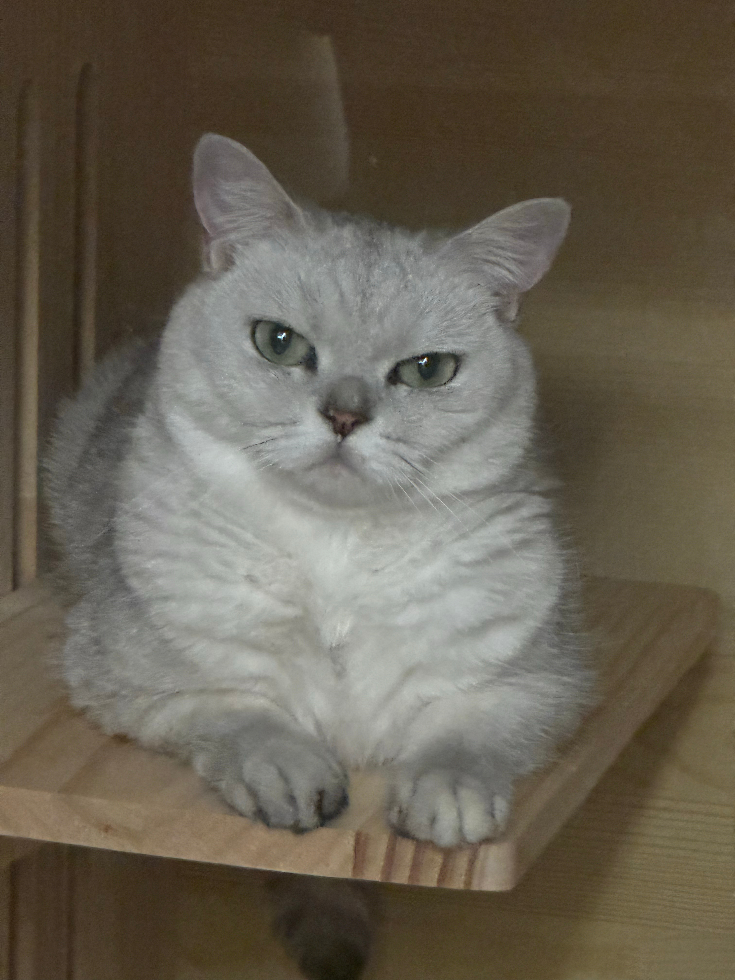猫一年感觉有10个月在掉毛，但可爱治愈是真的[哇][哆啦A梦花心] ​​​