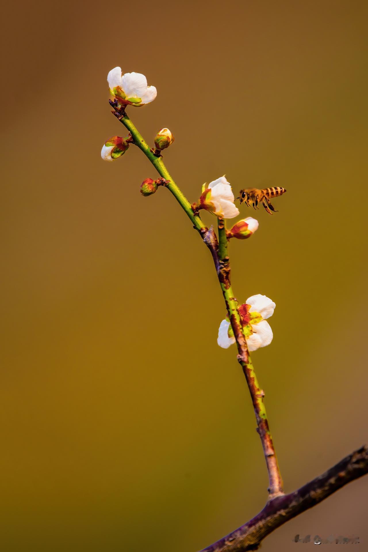 梅园探春
梅园初绽两三花，先睹为快兴自佳。
蜜蜂穿梭忙采蜜，芳香四溢满枝桠。
[