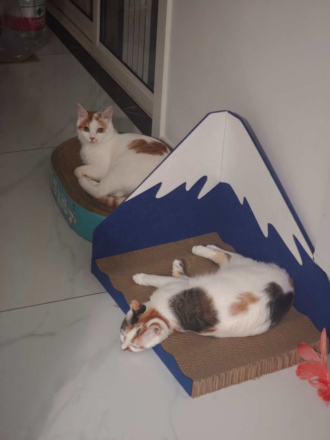 楼妈推荐的猫抓板孩子们都很喜欢，就是憨憨趴不下了