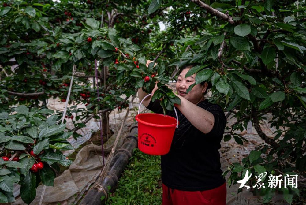 蓝天下，雪白的樱桃花盛开在露天樱桃园，蜜蜂正嗡嗡嗡地在花间忙着采蜜授粉。4月17