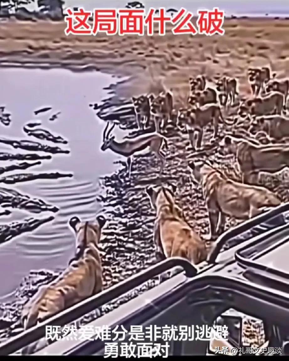 大家帮羚羊看看如何破局。一只羚羊被一群狮子追着跑的水库旁边逼到了绝路，因为水里都