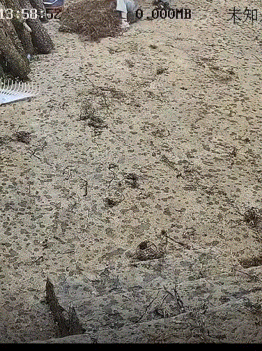 云南曲靖，大人不在家时突然下起大雨，9岁姐姐见院子里晾晒的车前草即将被淋湿，于是