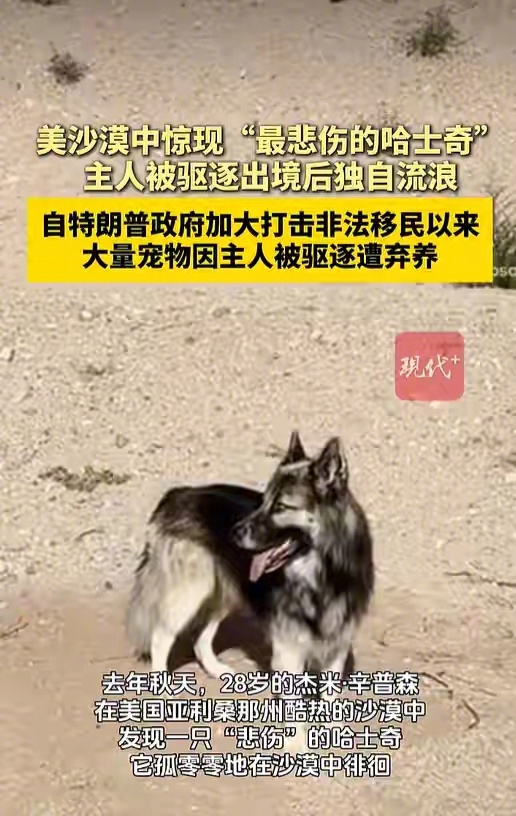 因为特朗普打击非法移民，很多非法移民的宠物变成了流浪狗和流浪猫。 