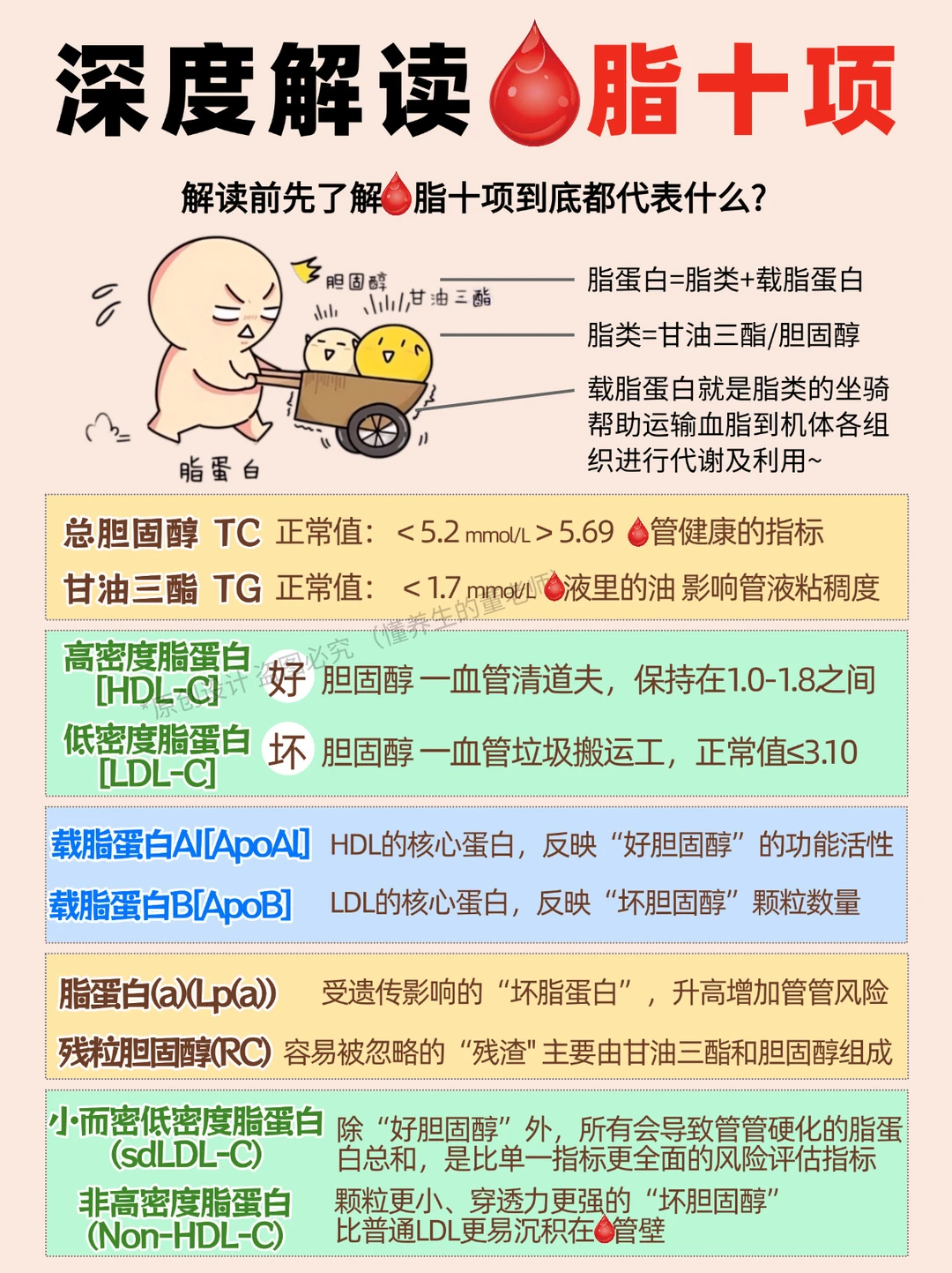 🩸脂十项看不懂？看看全面解读✨