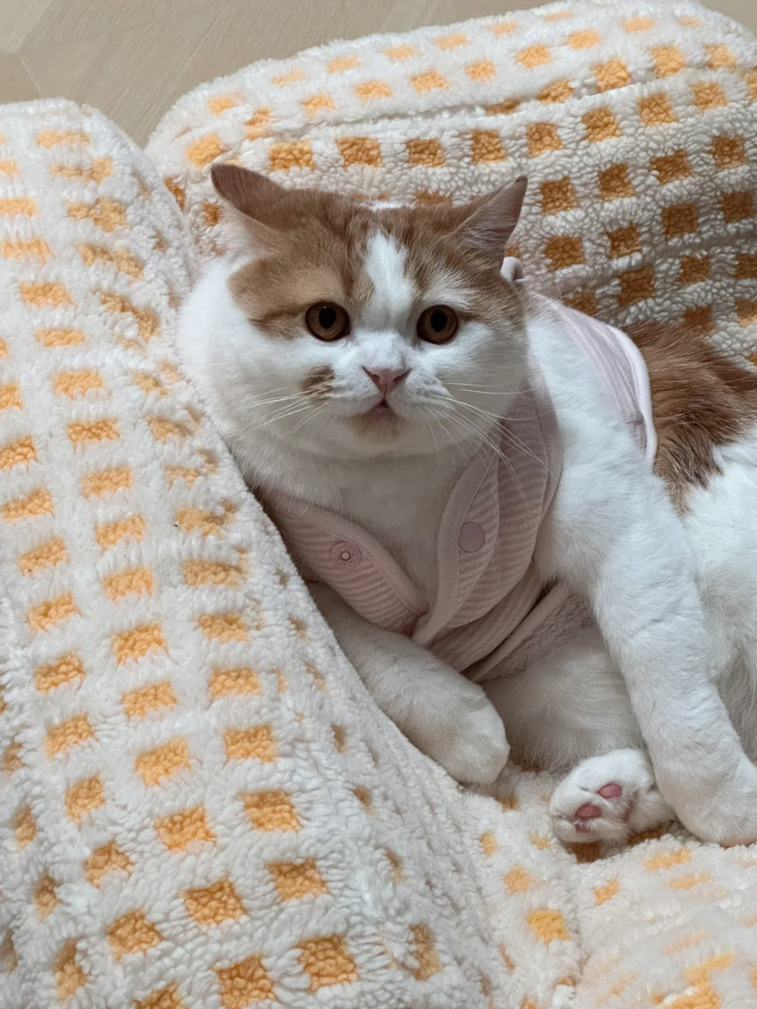 抓到一只流氓小猫！