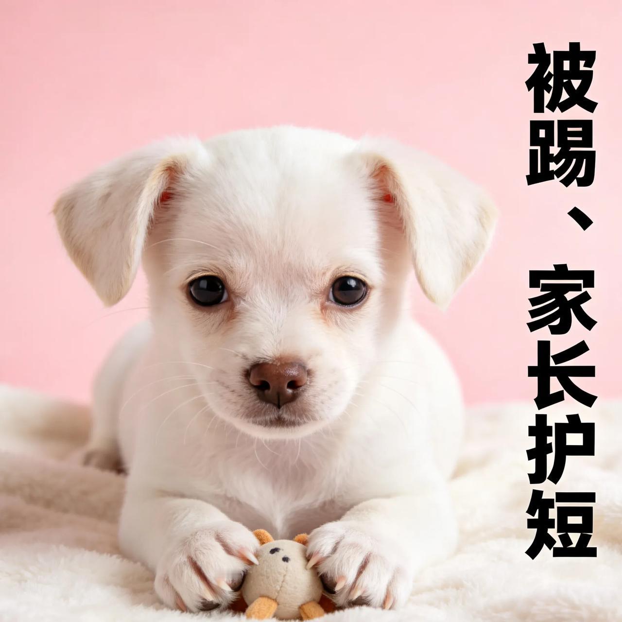 小孩无故踢小狗，家长还振振有词：他还小
 
小区遛狗遇到真糟心事！
小狗好好走路