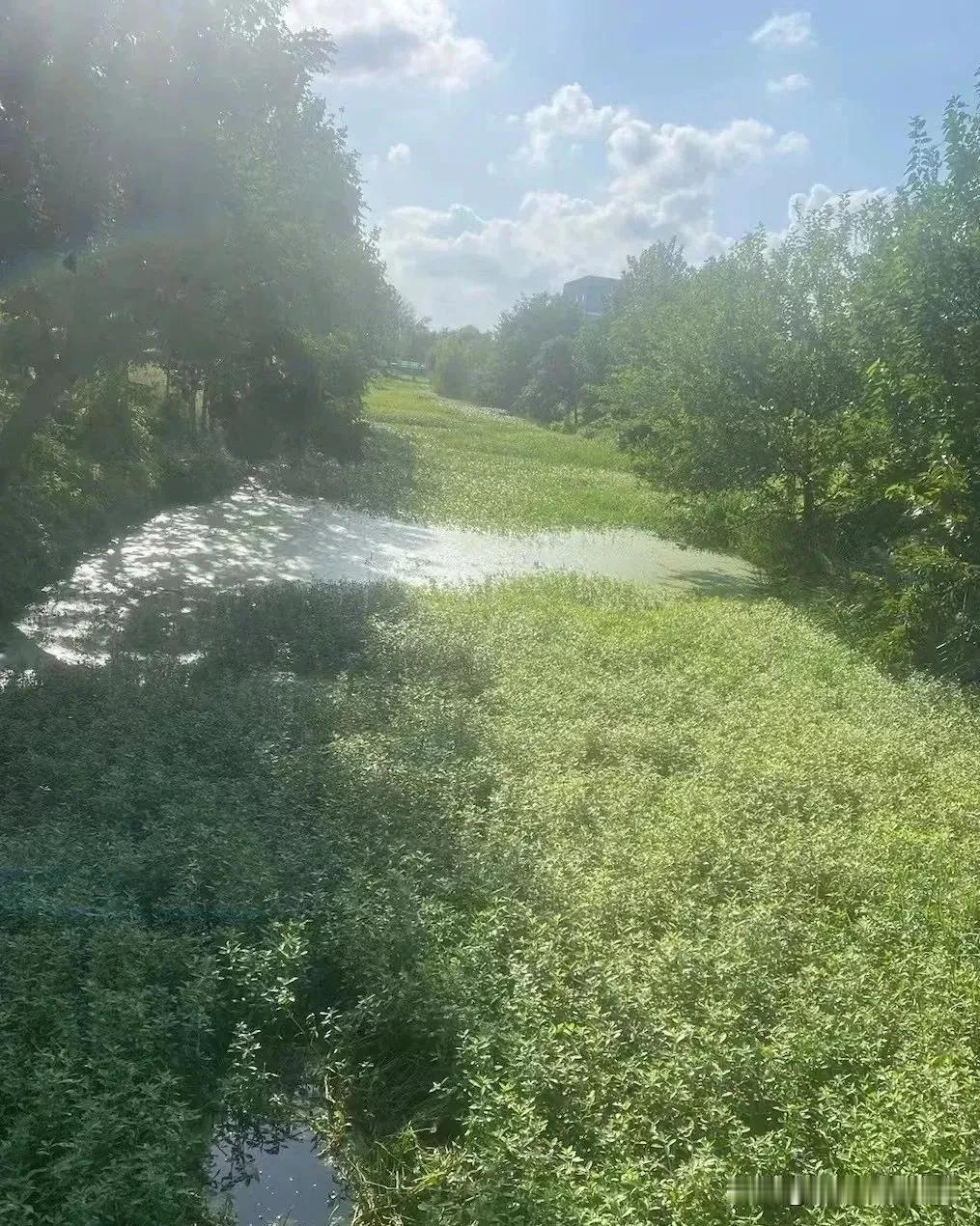  宝瓶湖新港村每年河道管护费用数十万，就这个效果？

𠕇市民吐槽：城东宝瓶湖街