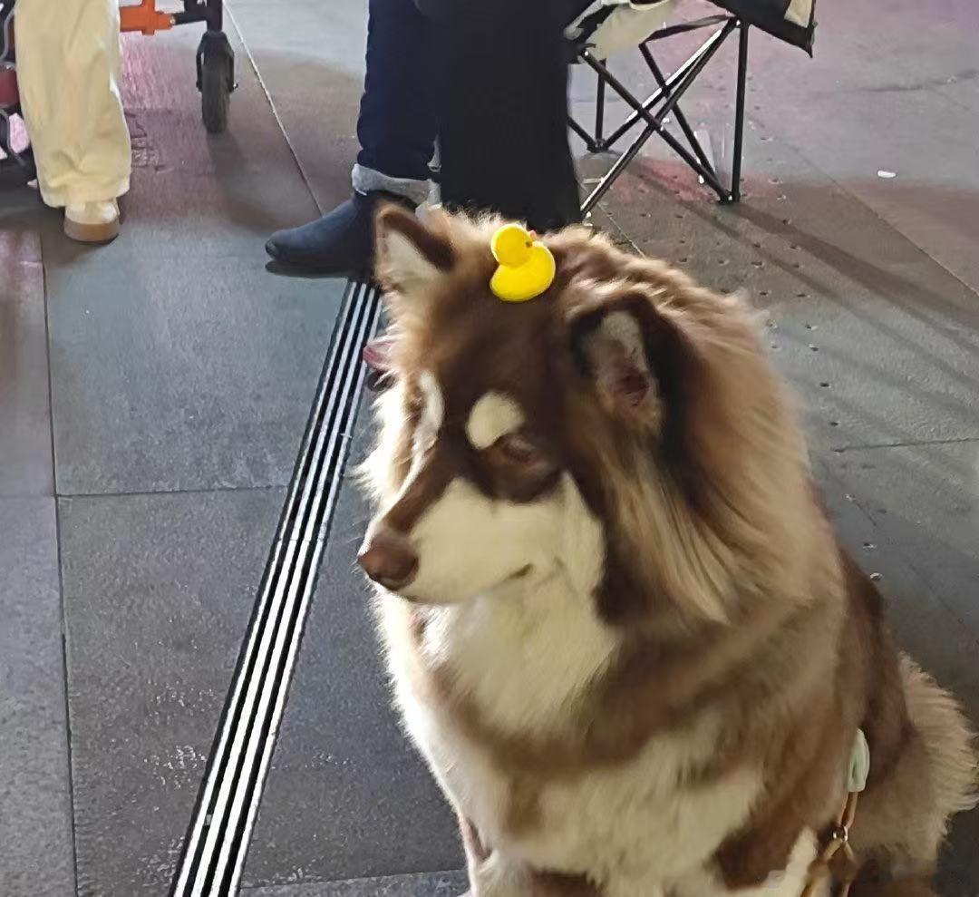 主人已将艾特遗体带回家  潘宏一直称是自己的错，他靠此为生，不会故意搞砸，希望网