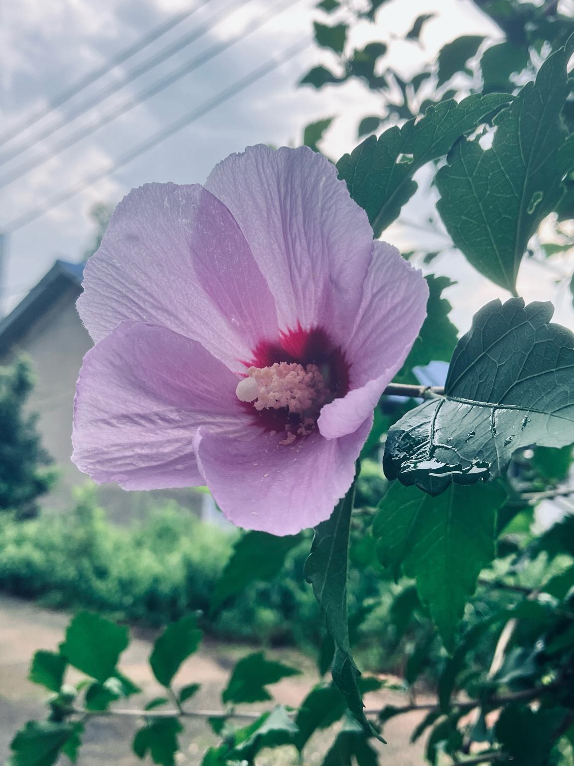 早，有钱花 绿洲