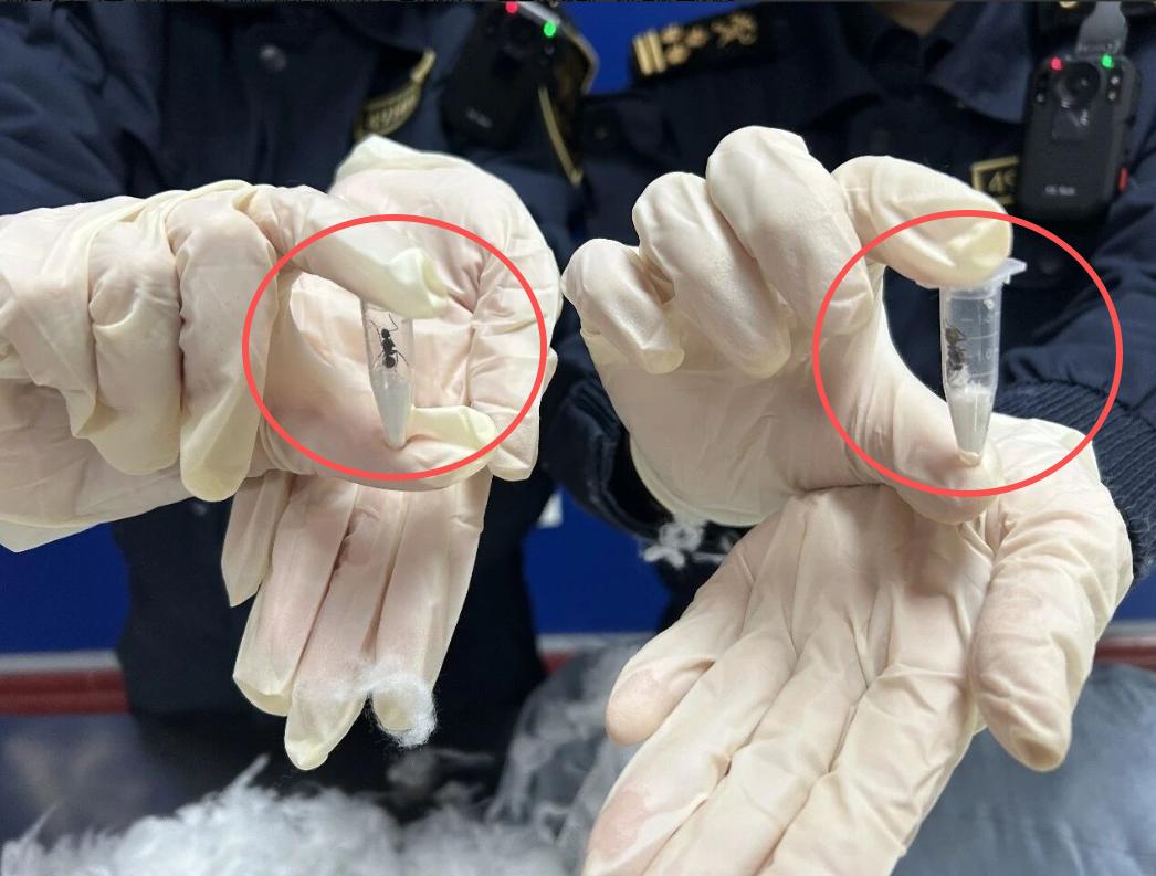 长沙邮局海关立大功了！在一个申报为“枕头”的进境邮件里，查获了用试管装着的42只