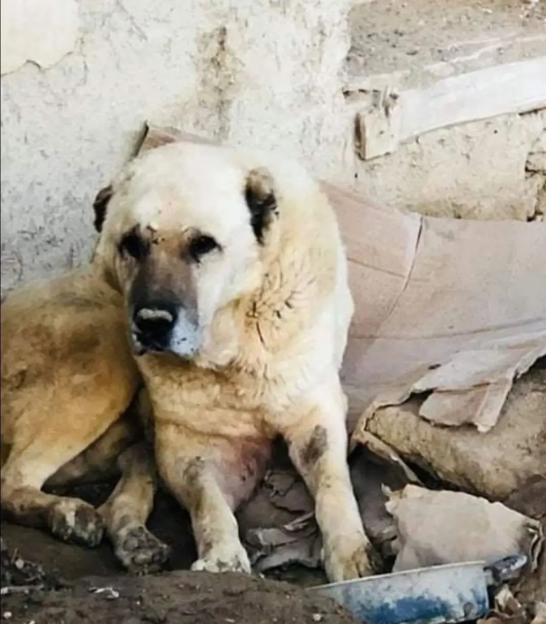 kangal