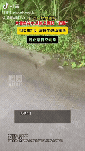 广西防城港，一男子在回家的路上，他突然发现一排排黑色的东西，原来是大量鱼在水泥路