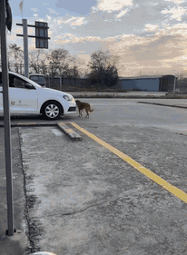 哈哈哈在驾校，不会开车的人连狗都瞧不起