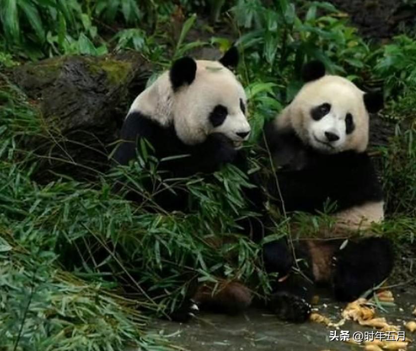 日本议员倡议从台湾引入大熊猫。

台媒声称，台北动物园的熊猫是台湾用野山羊和梅花