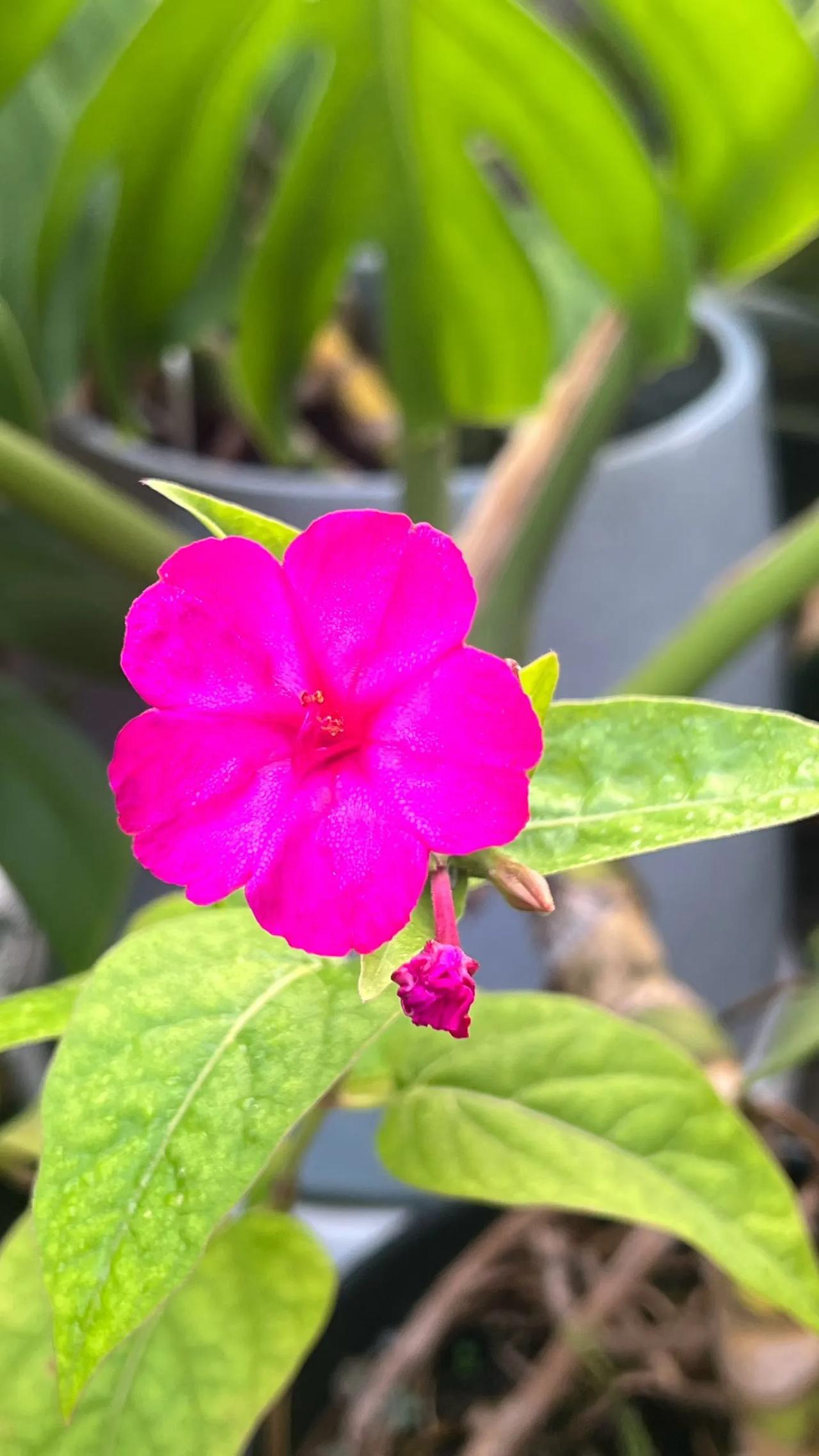 夏花集
 
艳红的花，热烈地舒展
把盛夏的浓烈，捧在叶片之间
 
茉莉簇起一簇簇