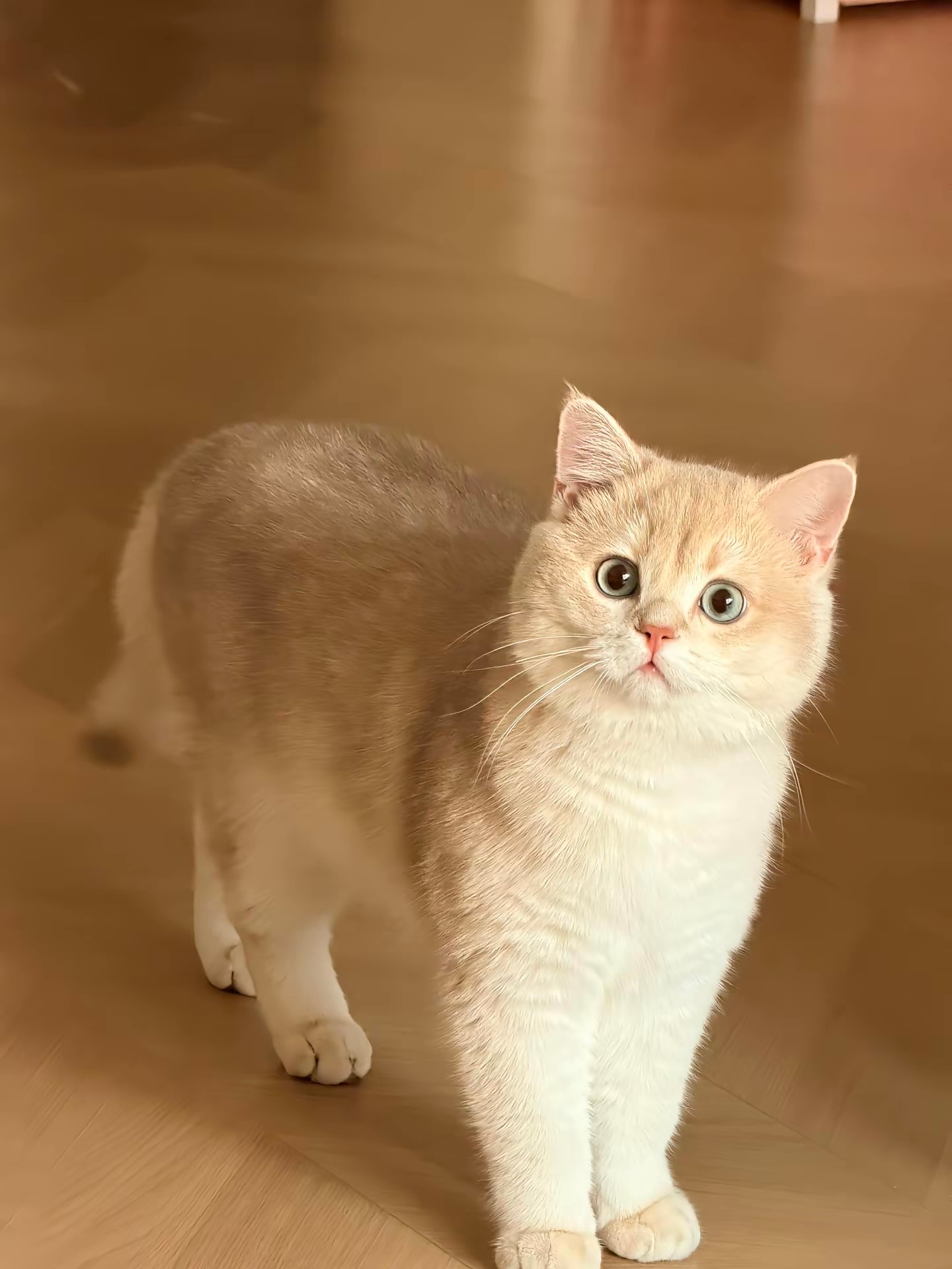 猫咪二脸疑惑😐 