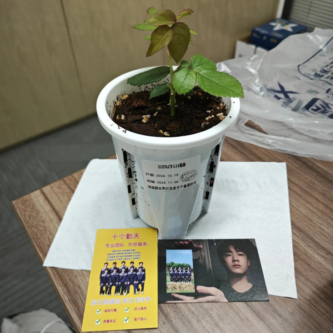 深红花房来我家~夏枝的花园又壮大了